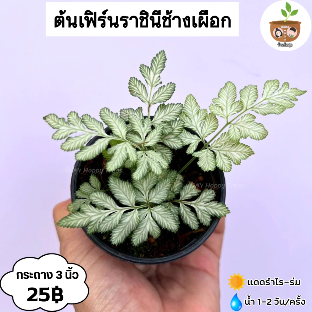 ต้นเฟิร์นราชินีช้างเผือก จัดส่งที่ 2 ต้นขึ้นไป คละแบบได้