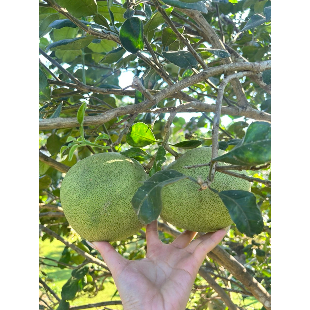 รูปภาพ 2