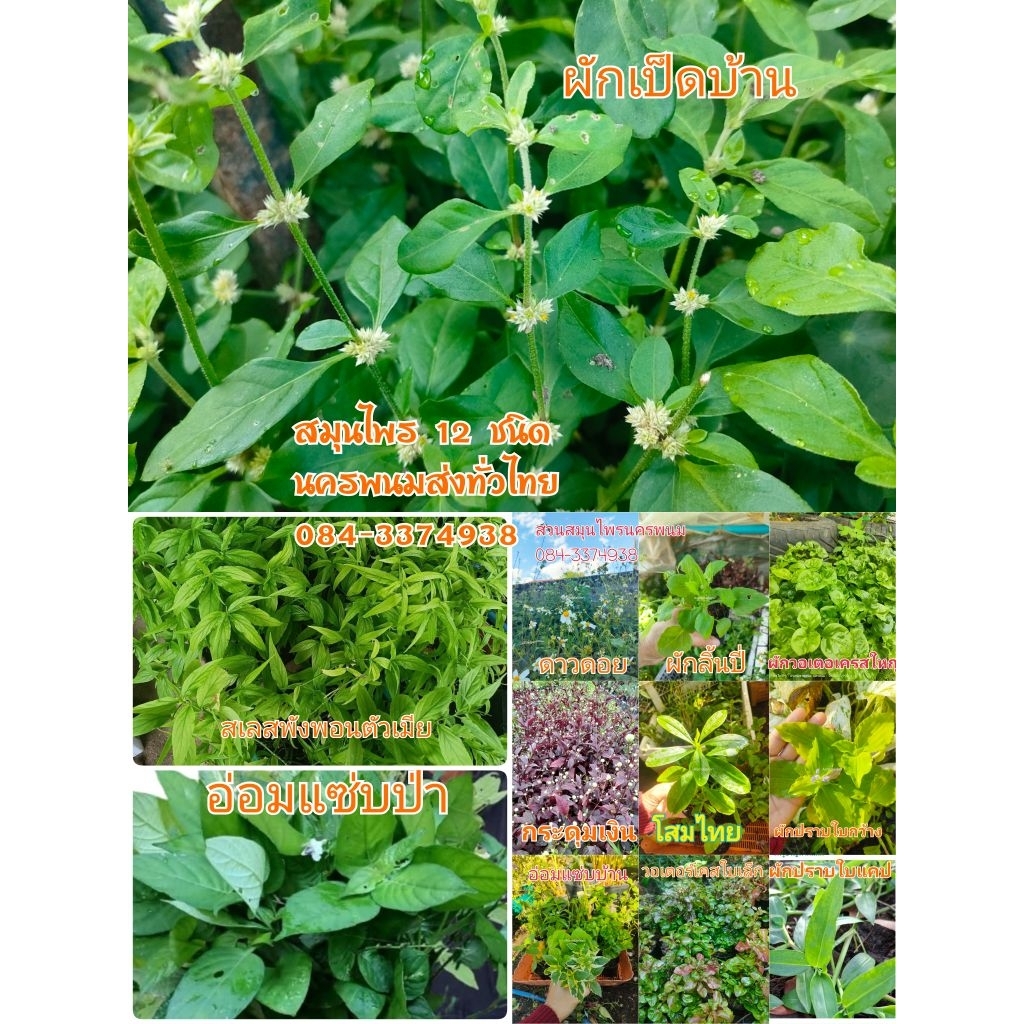 กิ่งพันธุ์ดาวดอยหรือปืนนกไส้ ผักเพื่อสุขภาพผักสำหรับปั่น - รูปที่ 3