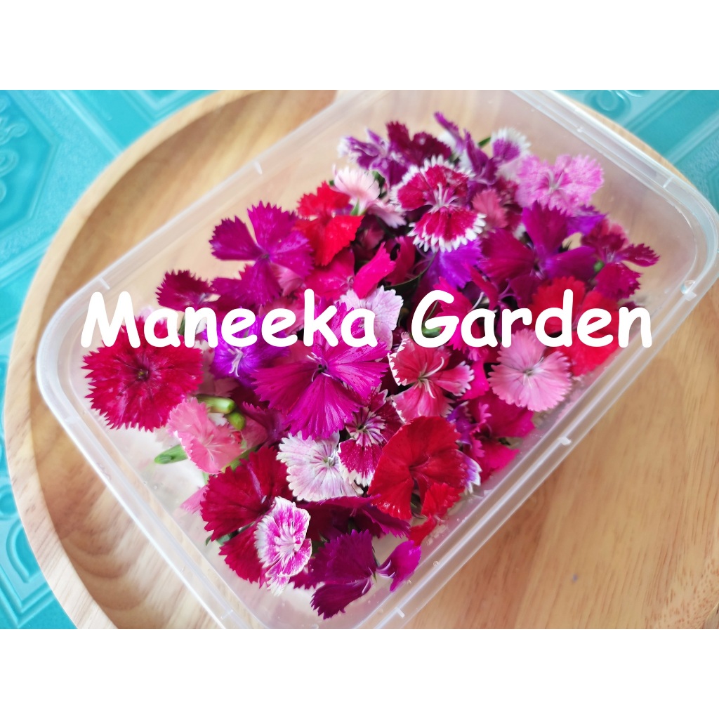 ดอกผีเสื้อ กล่องละ 50 ดอก Edible Flowers ดอกไม้สดตกแต่งขนมและอาหาร ส่งด่วนทุกวัน