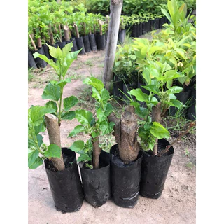 ต้นมัลเบอรี่หรือหม่อนดำตุรกีลูกใหญ่ซื้อ1แถม1