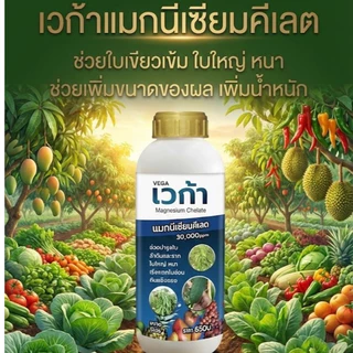 เวก้าแมกนีเซียม ฟื้นฟูต้น เร่งการเจริญเติบโต เร่งต้น เร่งใบ เร่งแตกแขนง แตกกอ ใบเขียวเข้ม 1ลิตร