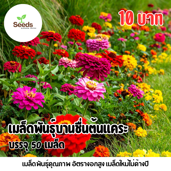 เมล็ดพันธุ์ ดอกบานชื่นพันธุ์แคระ บรรจุ 50 เมล็ด