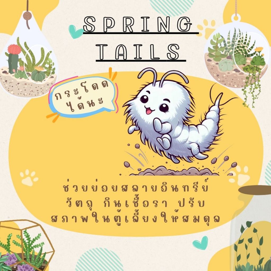 แม่บ้าน-ชุดขาว(กระโดด) กำจัดเชื้อรา [Spring-tails]