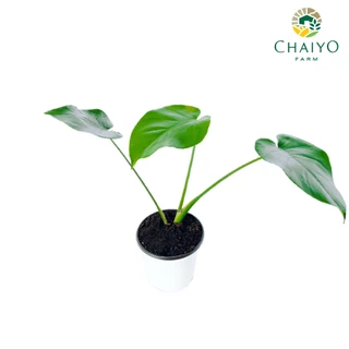 ต้นมอนสเตอร่า เดลิซิโอซ่า ไจแอนท์ (Monstera Deliciosa Monstera Giant) อายุ 2-3 ปี