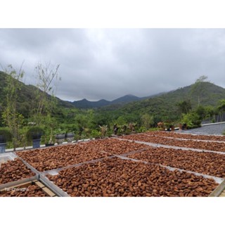 เมล็ดโกโกดิบ เมล็ดโกโก้แห้ง ขนาด 1 กิโลกรัม จากป่าละอู