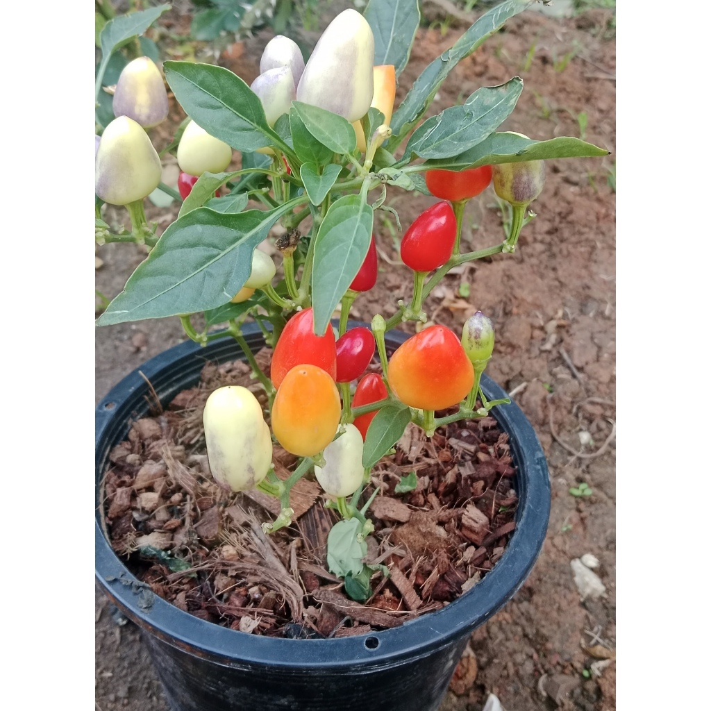 เมล็ดพันธุ์พริกเจ็ดสี พริกสายรุ้ง ประดับได้ ทานได้เผ็ดมาก 30-70 เมล็ด อินทรีย์ออแกนิค โตไว (ซื้อ 10 แถม 1 ) - รูปที่ 2