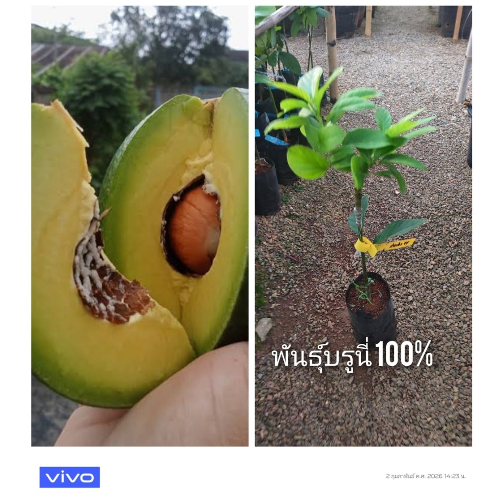 ต้นอะโวคาโด้บรูนี่ แบบเสียบยอด พันธุ์แท้(100%)