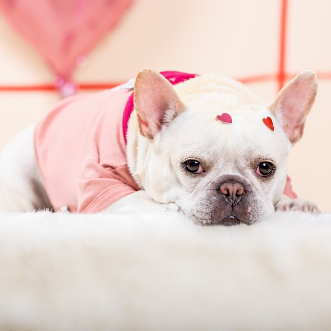 🌹 Favchild Rosewood Heart Eyelet Pet Bodysuit | Valentine’s Collection