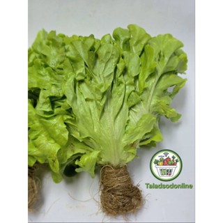 กรีนโอค ไฮโดรโปนิกส์ สด สะอาด รับประกันคุณภาพ