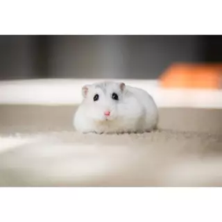 [17รสชาติ] ยอดฮิต อาหารหนูแฮมสเตอร์ hamster อาหารหนู Petheng บรรจุ 180 กรัม