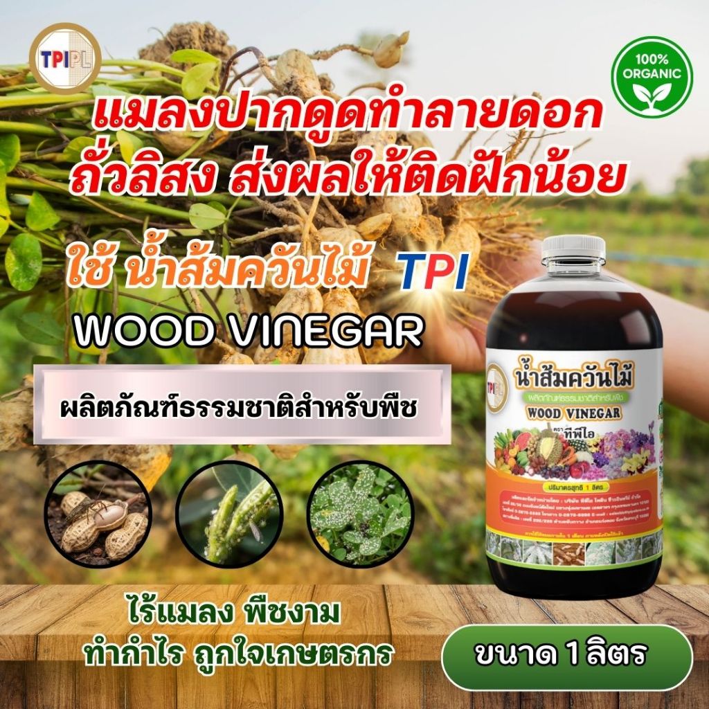 แมลงปากดูดทำลายดอกถั่วลิสง ติดฝักน้อย น้ำส้มควันไม้ช่วยลดแมลงรบกวนช่วงออกดอก น้ำส้มควันไม้ TPI