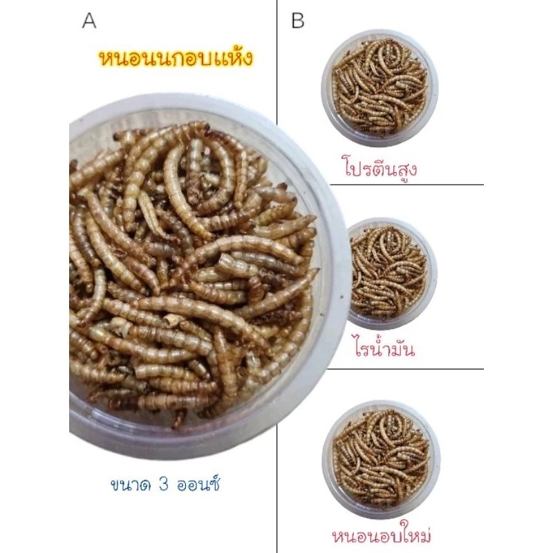 หนอนนกอบเเห้ง  โปรตีนสูง ขนาด 3 ออนซ์ สำหรับสัตว์เลี้ยง ส่่งด่วนทุกวัน ราคา ถูกที่สุด ดีลบีเคเค