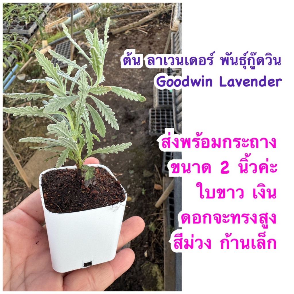 ลาเวนเดอร์กู๊ดวิน ( Goodwin Lavender ) สมุนไพรฝรั่ง กระถาง 2 นิ้ว