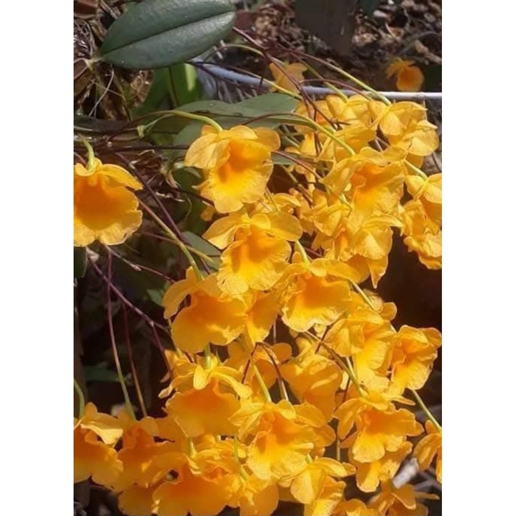 กล้วยไม้เอื้องผึ้งจิ๋ว Dendrobium jenkinsii  เอื้องผึ้งจิ๋ว  120
