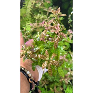 ขาไก่ลาย ไม้น้ำ แต่งตู้ปลา หรือ อ่างบัว ปลูกง่าย เขียวสด โตเ…