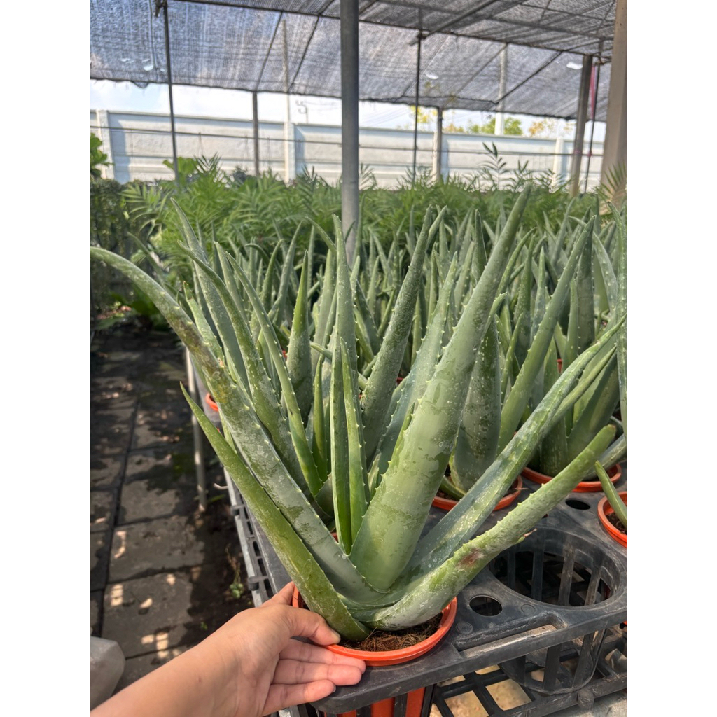 ว่านหางจระเข้ นำเข้า พันธุ์ Aloe vera (Aloe barbadensis Miller) ค่ะ กระถาง6นิ้ว