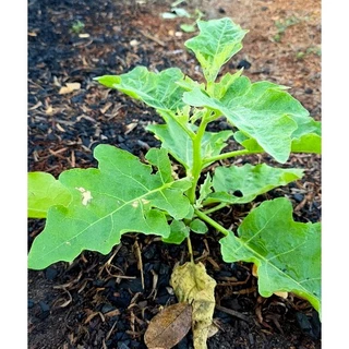 ถ่านไบโอชาร์ BIOCHAR ไบโอชาร์หมักจุลินทรีย์ เพิ่มรูพรุนในดิน ทำให้ดินโปร่ง ระบายน้ำ และอากาศดีขึ้น ขนาด 2 ลิตร