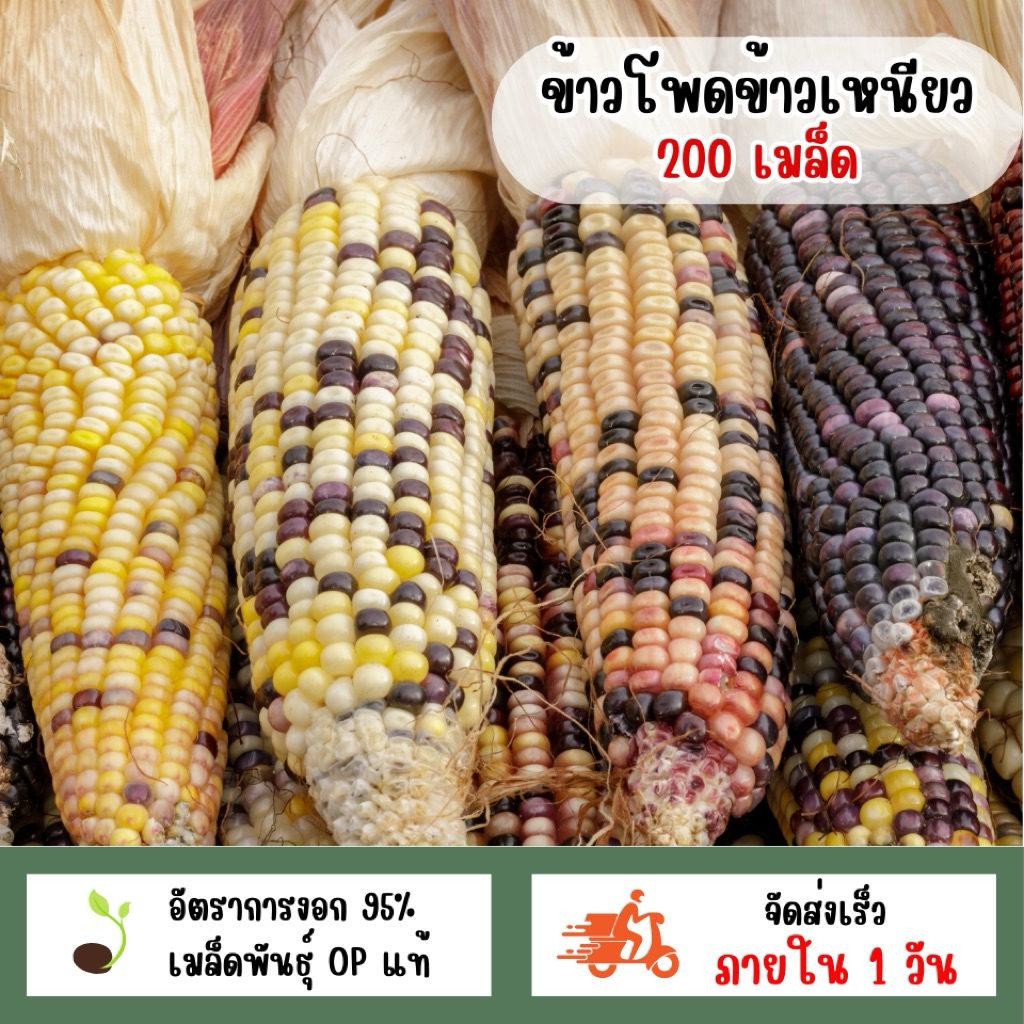 เมล็ดพันธุ์ข้าวโพดข้าวเหนียว 200 เมล็ด