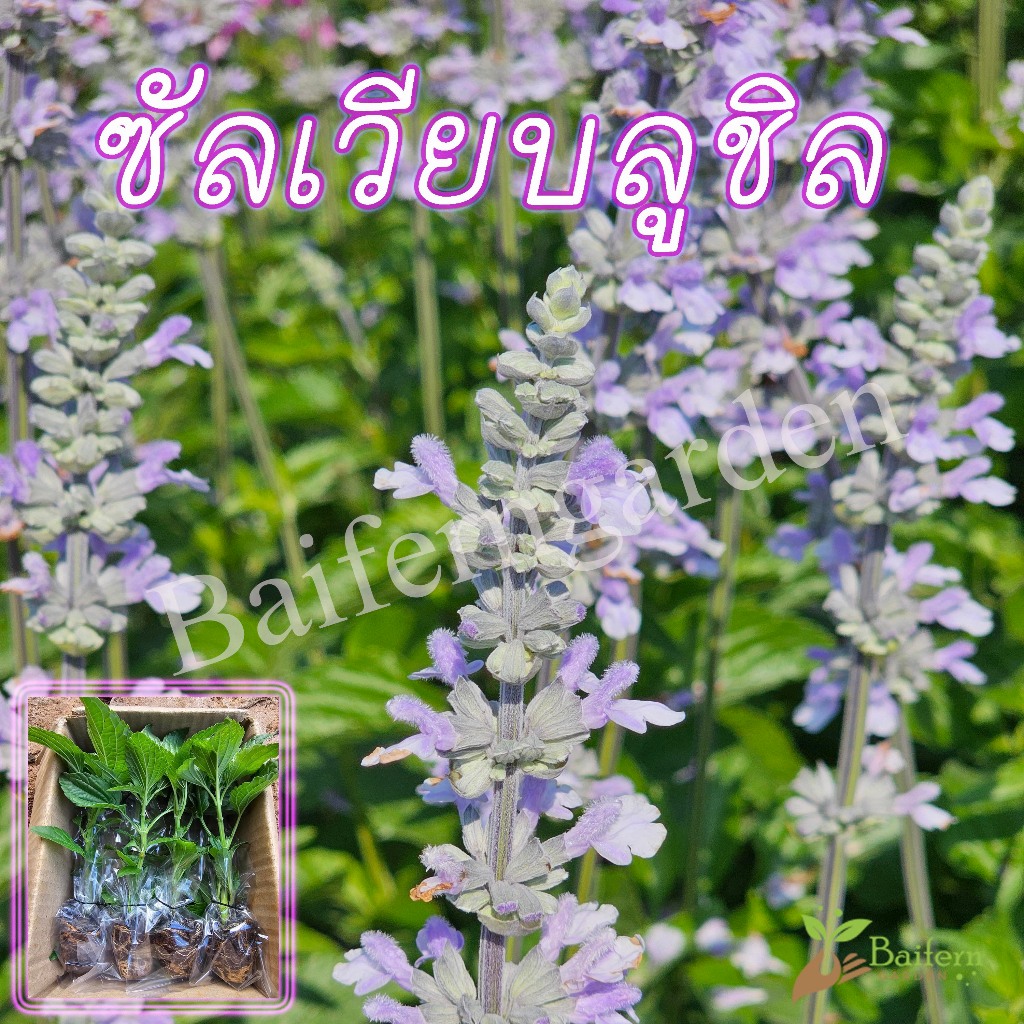 ต้นกล้าดอกซัลเวียบลูชิล ดอกไม้กินได้ พร้อมปลูก ต้นแข็งแรงรากแน่นๆ