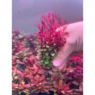 [MIN] Rotala colorata ไม้น้ำ ไม้แดงหลังตู้ ยอดนิยม แดงง่ายที่สุด no co2ได้ 15กิ่งต่อชุด