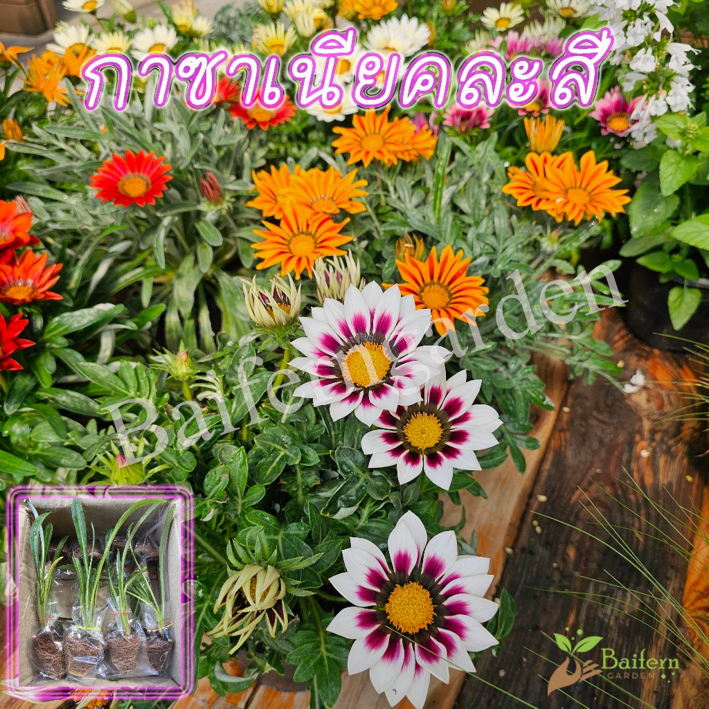 ต้นกล้าดอกกาซาเนียคละสี ดอกไม้กินได้ สวยงาม เลี้ยงง่าย