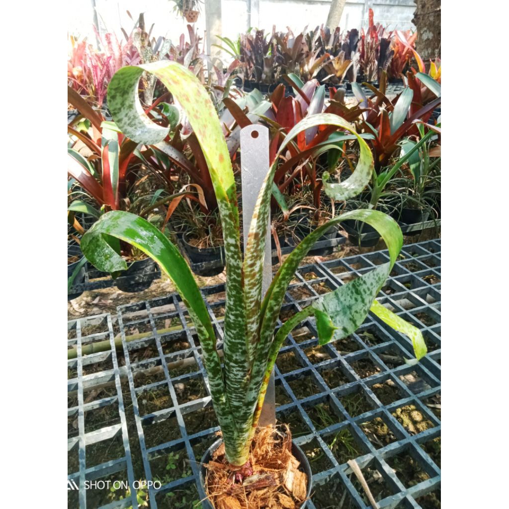 Quesnelia 'Tim Plowman' สินค้าพร้อมส่ง