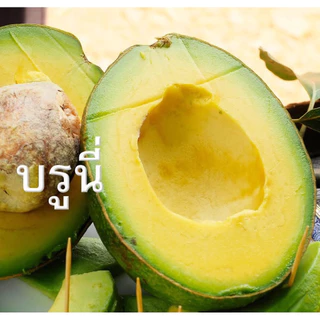 ต้นอโวคาโด้พันธุ์บรูนี่แบบเสียบยอด