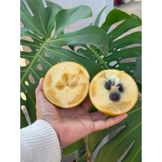 เ#อบิวใต้หวัน เอบิวผลไม้ทองคำผิวลายตำหนิคละไซร์