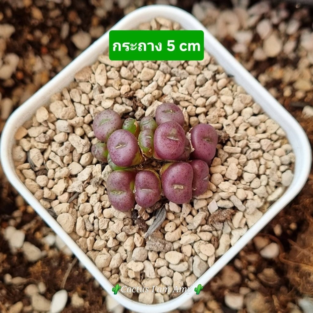 Conophytum หลากหลายแบบ💥พร้อมส่ง💥update 21 มิ.ย. 69