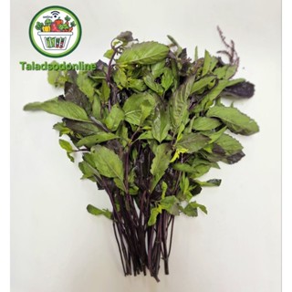 ใบกระเพราแดง สด สะอาด รับประกันคุณภาพ