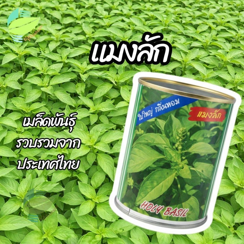 เมล็ดพันธุ์ แมงลัก ตราปลาทอง ( 50 กรัม )