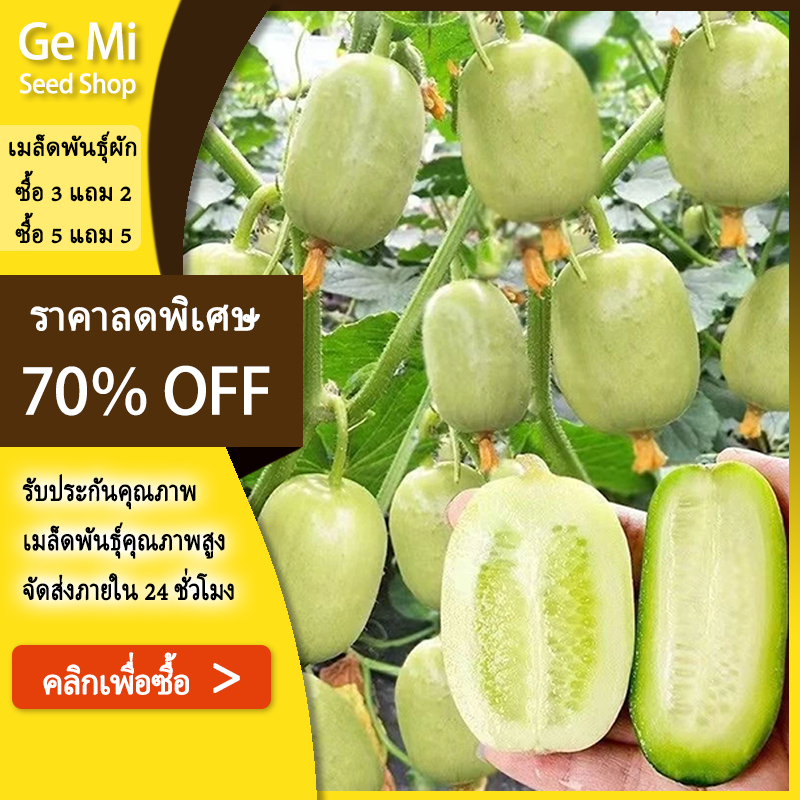 GEMI ซื้อ 5 แถม 5 ฟรี แตงกวาลูกดก 10 เมล็ด เมล็ดพันธุ์แตงกวาลูกดก งอกง่าย โตไว ผลดกมากก ผลแตงกวาสด