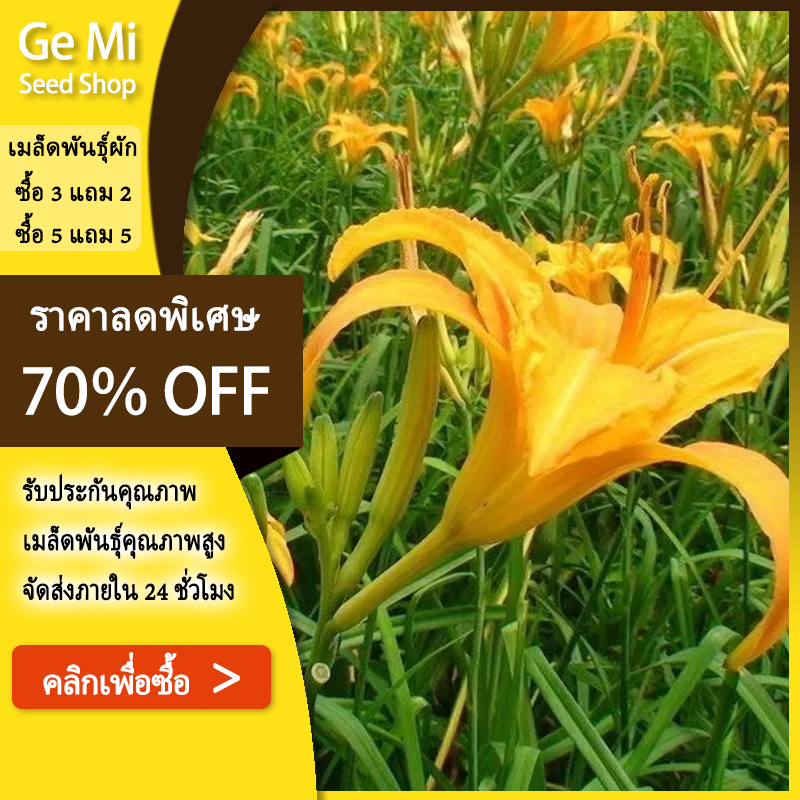 GEMI [ซื้อ 5 แถม 5 ฟร]40 เมล็ดเมล็ดพันธุ์ดอกไม้จีนสดหรือจำฉ่าย ดอกไม้จีน หรือจำฉ่าย เมล็ดดอก