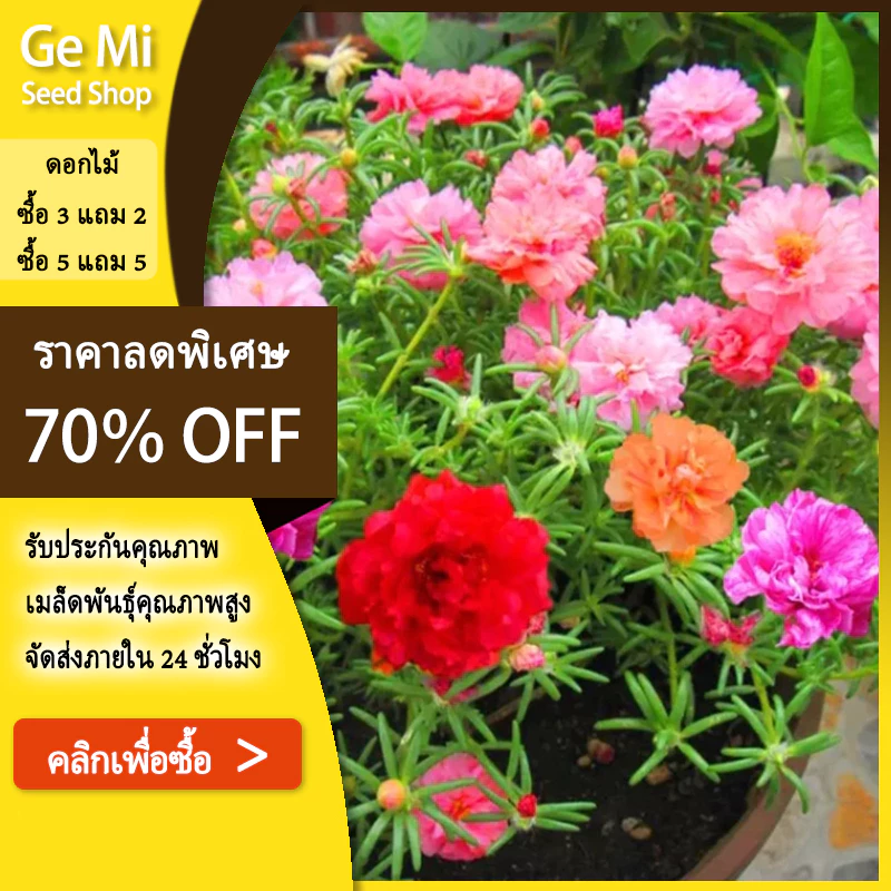 GEMI เมล็ดพันธุ์คุณนายตื่นสายกลีบซ้อนคละสี บรรจุ 1000 เมล็ด