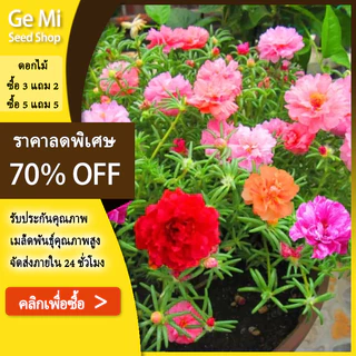 GEMI เมล็ดพันธุ์คุณนายตื่นสายกลีบซ้อนคละสี บรรจุ 1000 เมล็ด