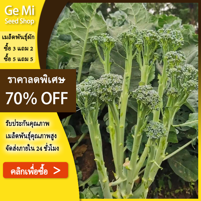 GEMI ซื้อ 5 แถม 5 มินิบล็อคโคลี่ ซองละ 400 เมล็ด