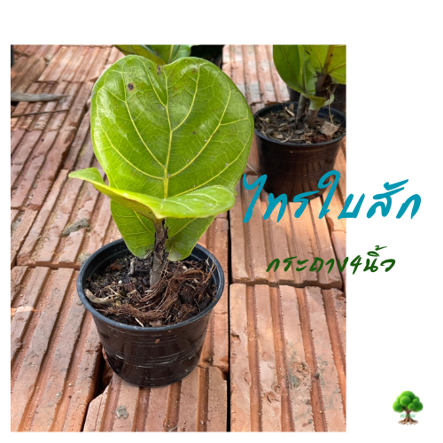 ไทรใบสักกิ่งตอนสูง30-40ซม.