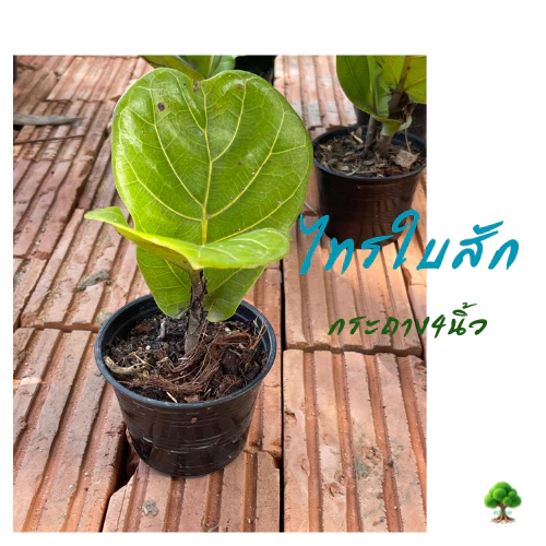 ไทรใบสักกิ่งตอนสูง30-40ซม.