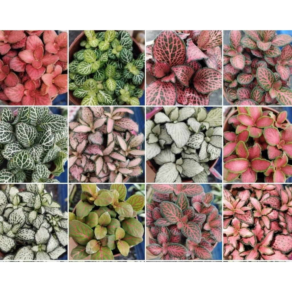 พรมออสเตรเลีย Nerve Plant mixed คละแบบ