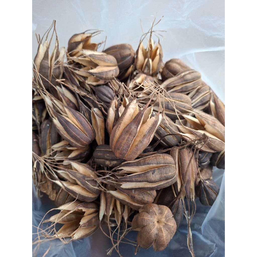 เมล็ดพันธุ์กระเช้าสีดา 100 เมล็ด