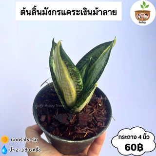 ต้นลิ้นมังกรแคระ กระถาง 4 นิ้ว จัดส่ง 2 ต้นขึ้นไป คละแบบได้