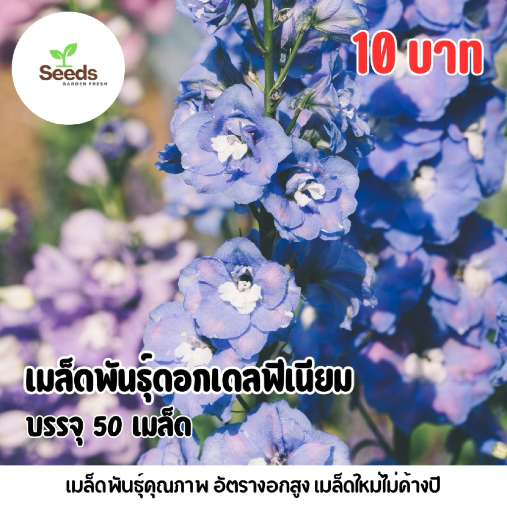 เมล็ดพันธุ์ดอกเดลฟิเนียม บรรจุ 50 เมล็ด