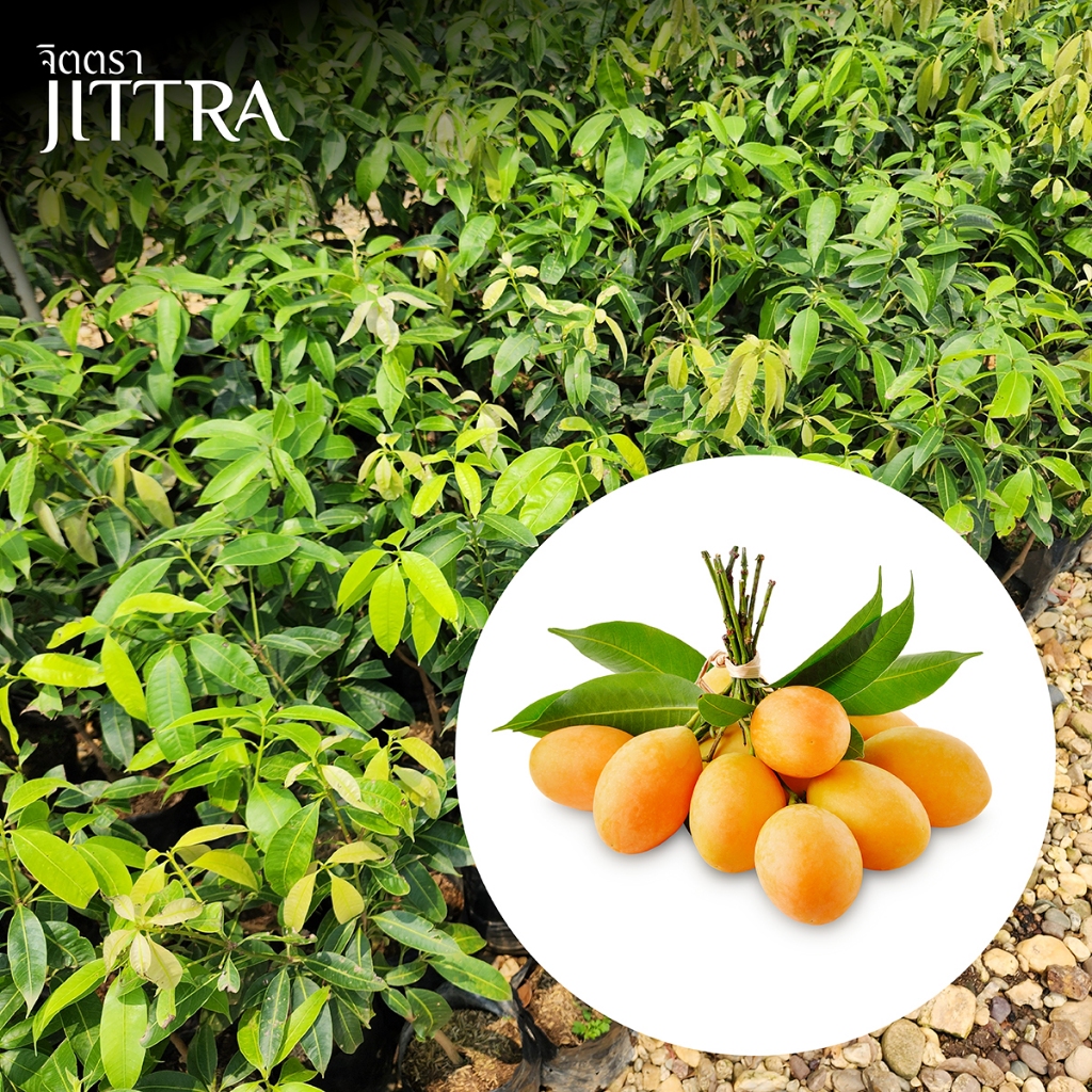 จิตตรา ต้นพันธุ์มะยงชิดทูลเกล้า มะปรางลำยงค์ เสียบยอดสูง 50-70 ซม. โตไว ให้ผลเร็ว พร้อมส่ง เคลมฟรี