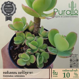 ต้นไม้อวบน้ำ กุหลาบหิน คอติเลดอน ออร์บิคูลาตา Cotyledon orbi…
