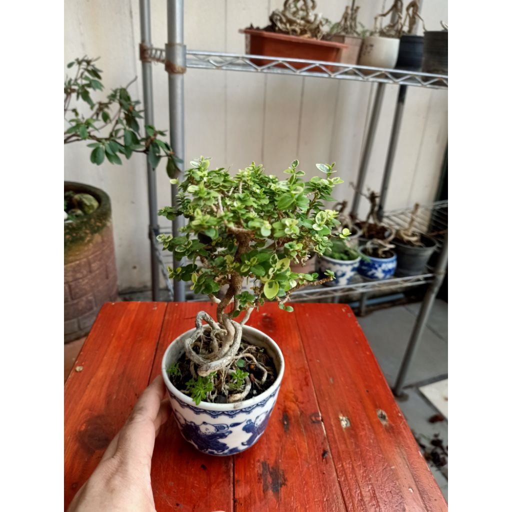 เพรมน่าไต้หวัน(บอนไซจิ๋ว) - รูปที่ 2