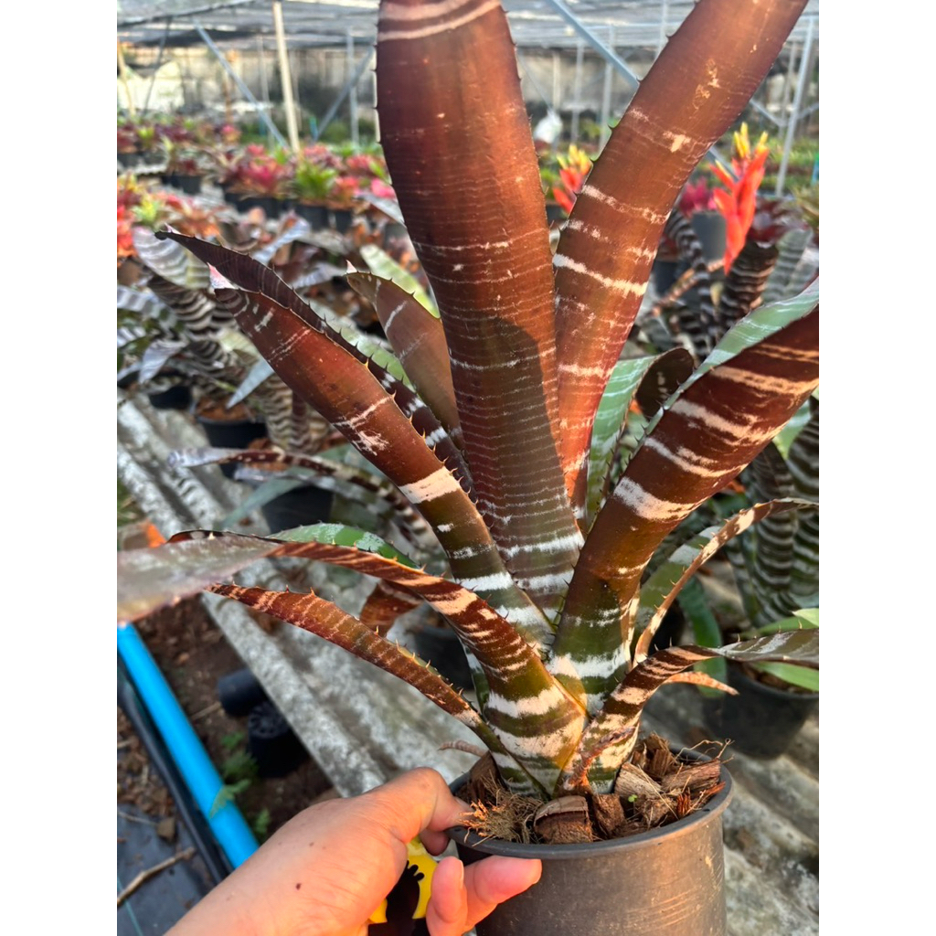 ตัดสด ม้าลาย#เกาะต้นไม้#สับประรดสี# Bromeliad #สวนปนวตั้ง# ไม้ประดับ# ตกแต่งสวน# ปลูกตกแต่งบ้านหรือคอนโด#เกาะตอ