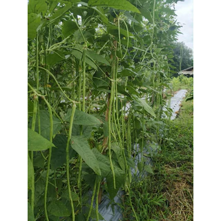 เมล็ดพันธุ์ถั่วฝักยาว เมล็ดพันธุ์ เมล็ดพันธุ์ถั่วขุนช้าง310 ขนาด 500 กรัม 450 บาท
