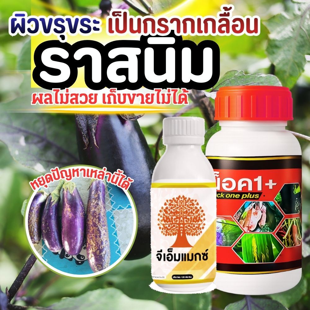 ราสนิม ราดำ ผลเป็นแผล เชื้อราลงมะเขือผิวไม่สวย โดนเพลี้ยลง ผิวขรุขระ ต้องใช้น็อควัน+จีเอ็มแมกซ์
