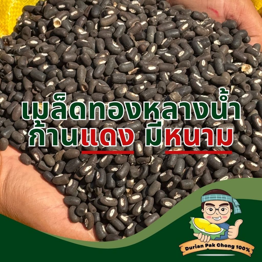 สวนทุเรียน นายชัดเจน - เมล็ด ทองหลางน้ำ ก้านแดงมีหนามคัดพิเศษ
